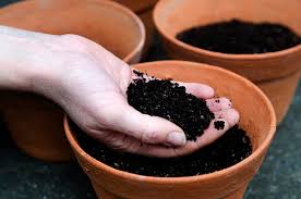  Use More Potting Soil